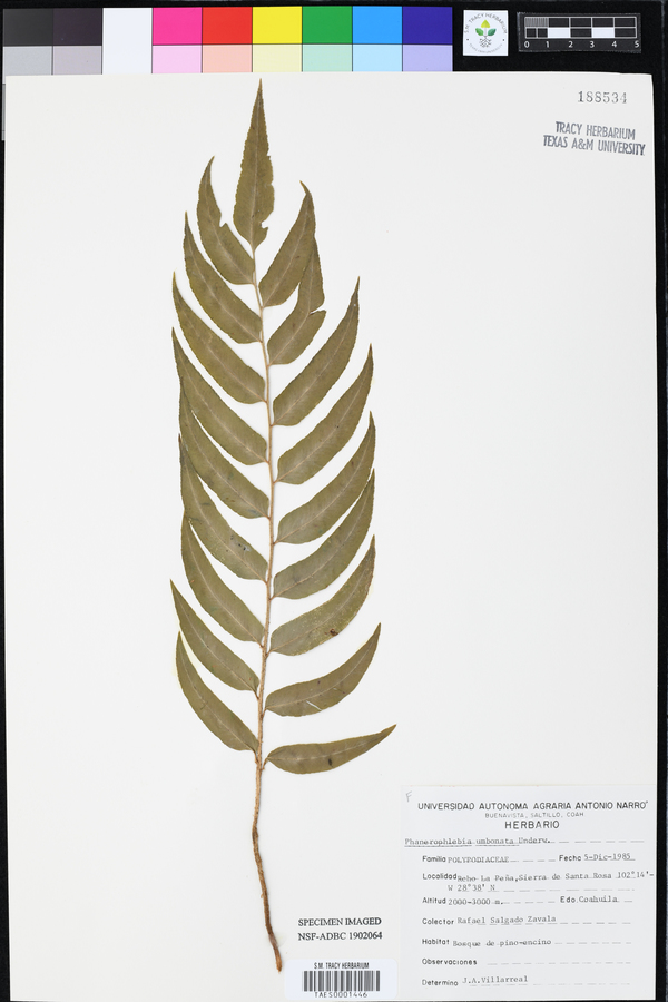 Phanerophlebia umbonata image