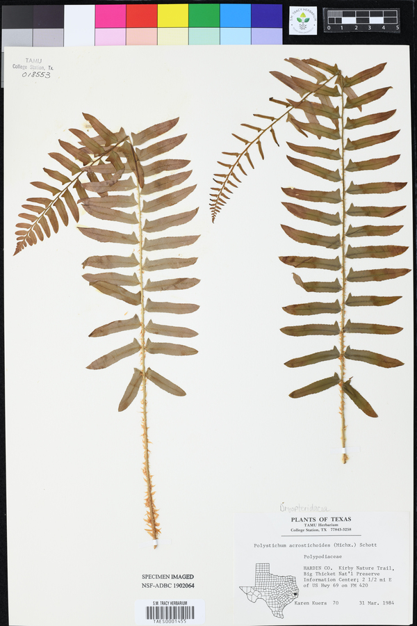 Polystichum acrostichoides image