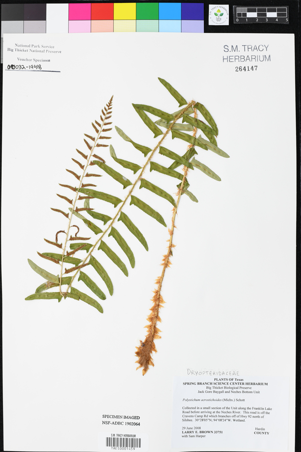 Polystichum acrostichoides image