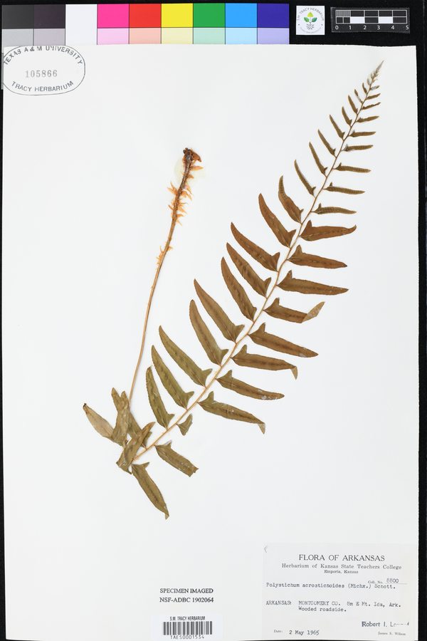 Polystichum acrostichoides image