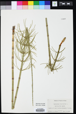 Image of Equisetum fluviatile