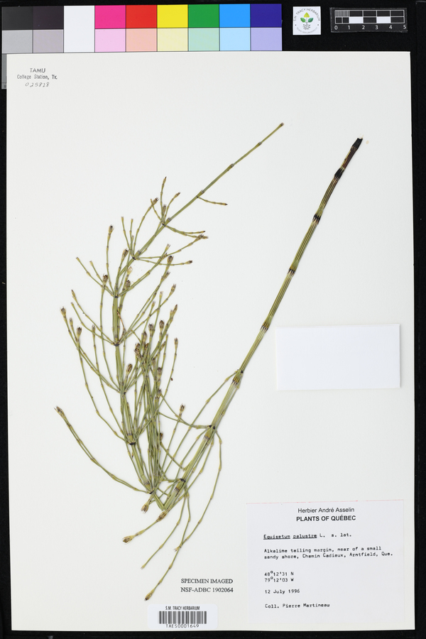 Equisetum palustre image