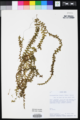 Image of Hymenophyllum fragile