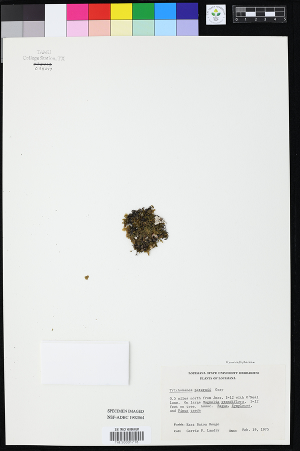 Trichomanes petersii image