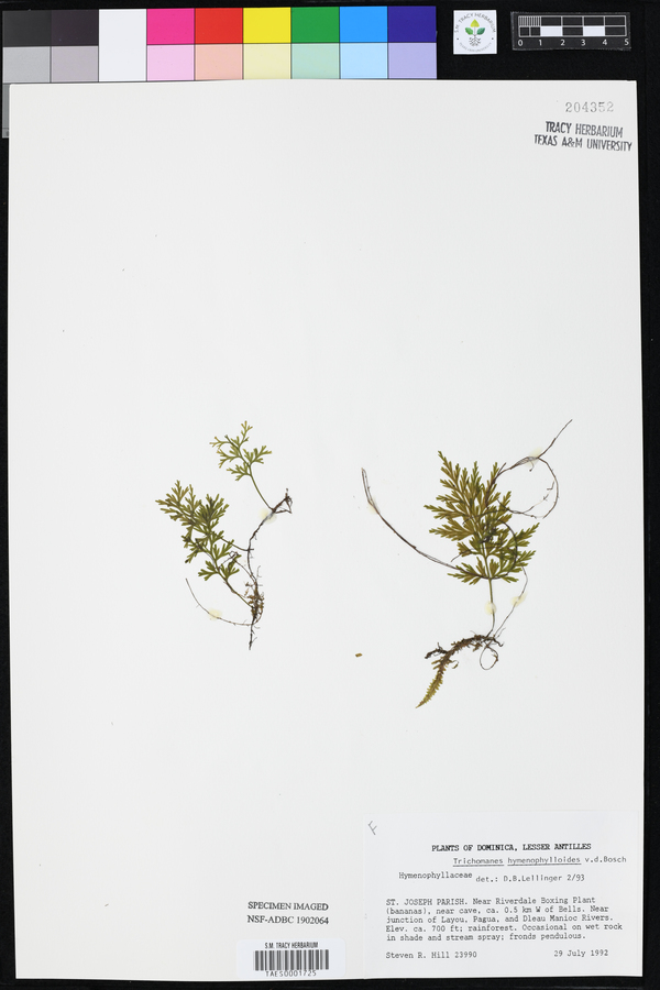Trichomanes hymenophylloides image