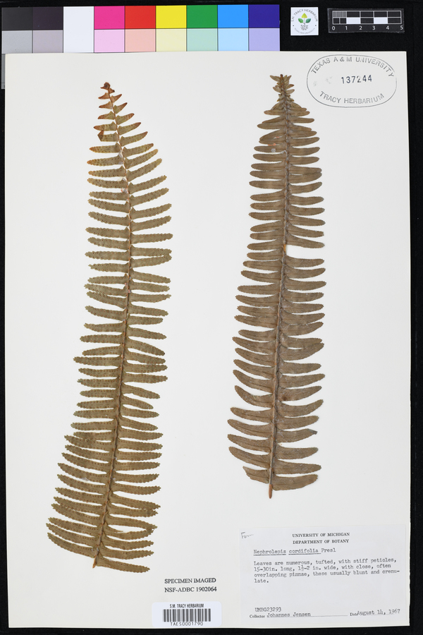 Nephrolepis cordifolia image