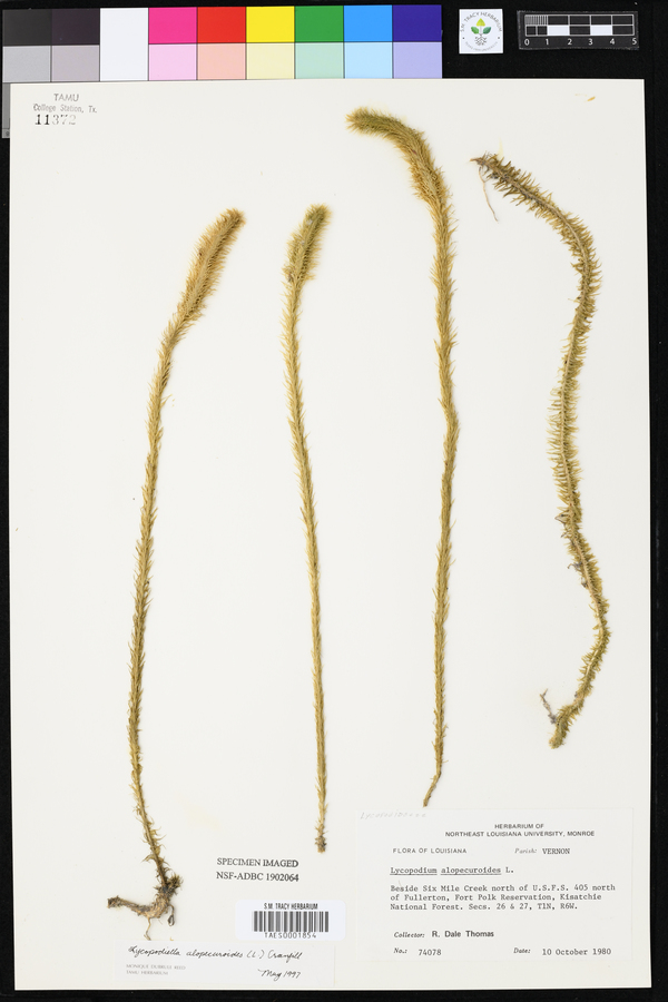 Lycopodiella alopecuroides image