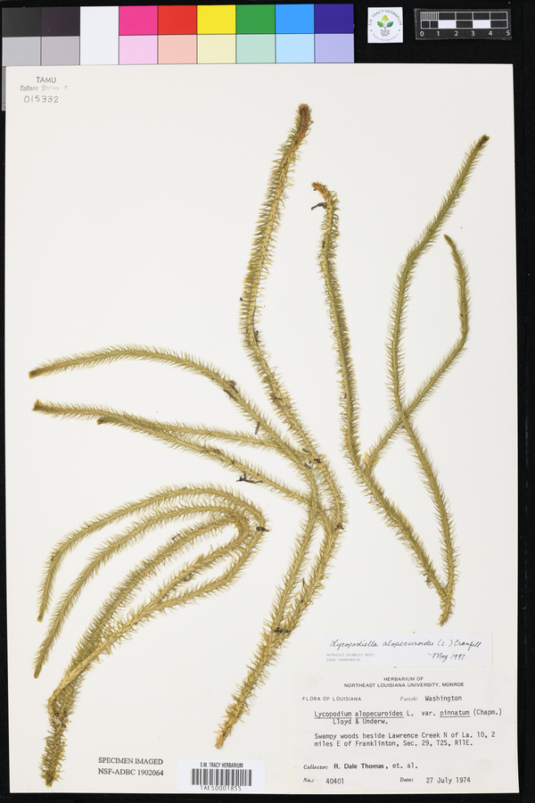 Lycopodiella alopecuroides image