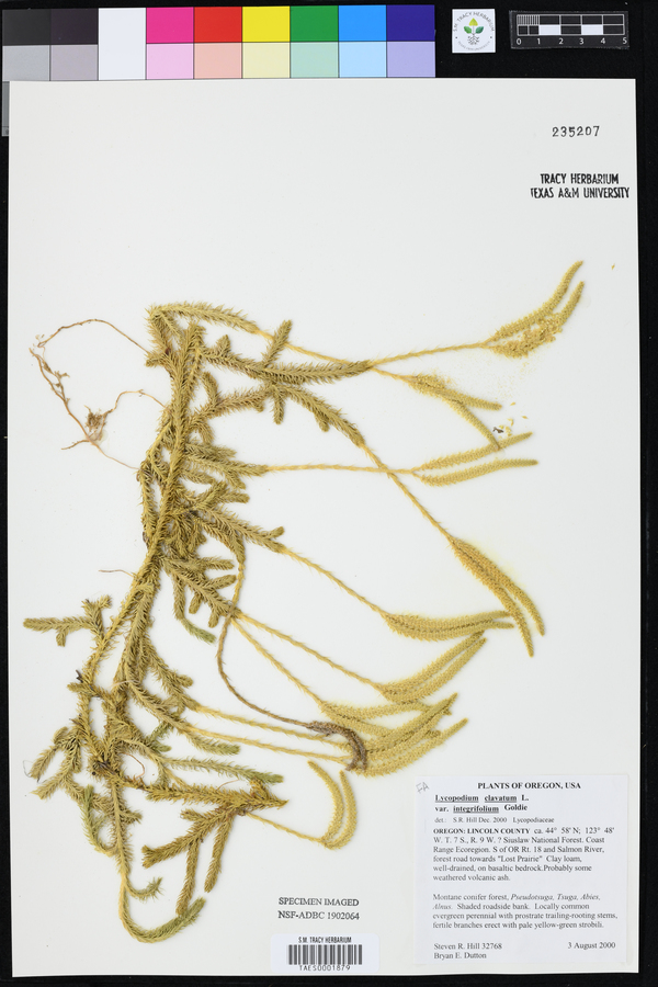 Lycopodium lagopus image