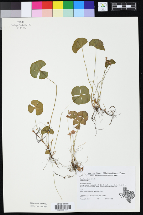 Marsilea macropoda image