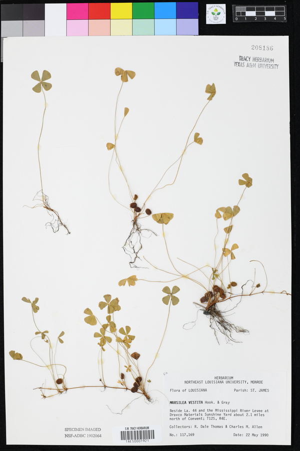 Marsilea vestita image