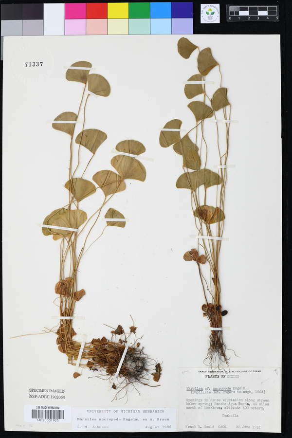 Marsilea macropoda image