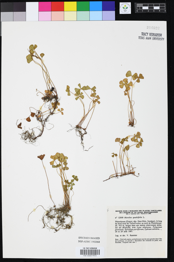 Marsilea quadrifolia image