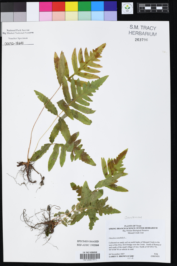 Onoclea image