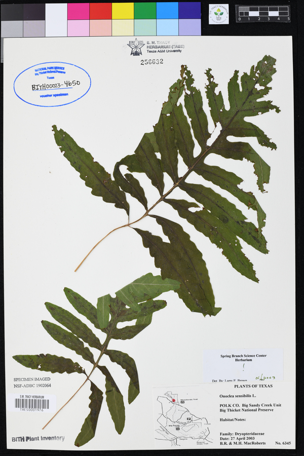 Onoclea sensibilis image