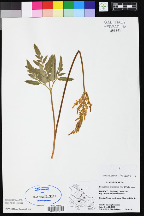 Botrychium biternatum image