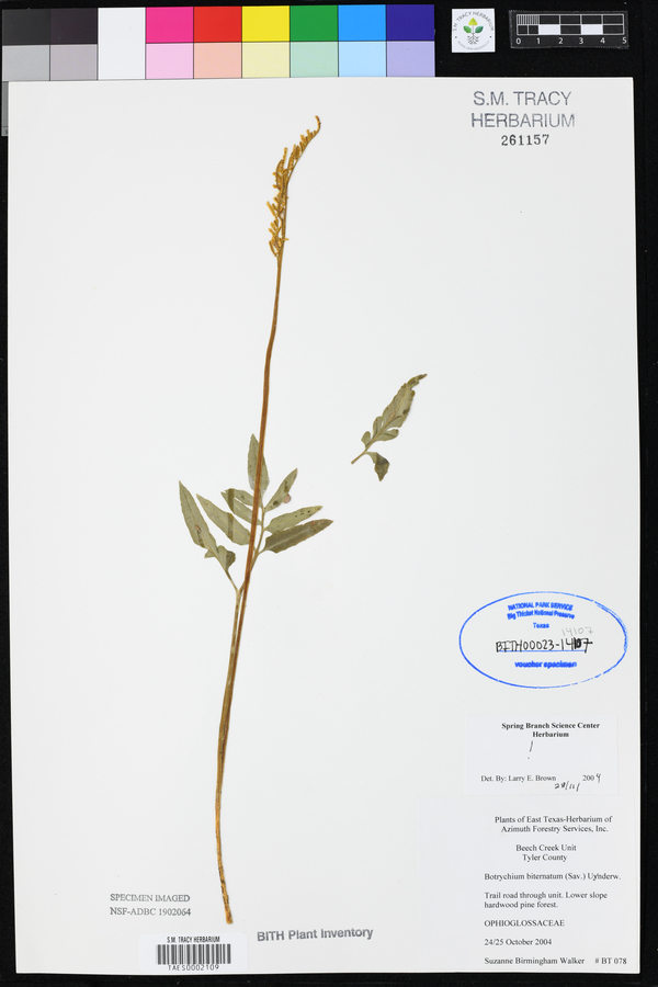 Botrychium biternatum image