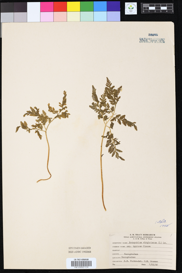 Botrychium lanceolatum image