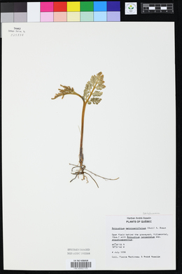 Image of Botrychium matricariifolium