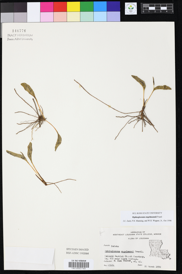 Ophioglossum engelmannii image