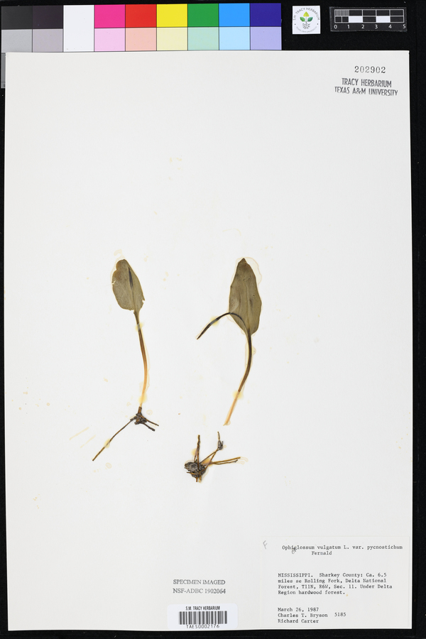 Ophioglossum pusillum image