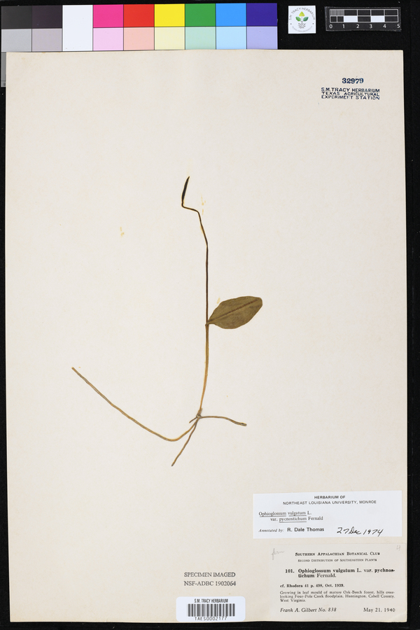 Ophioglossum pusillum image