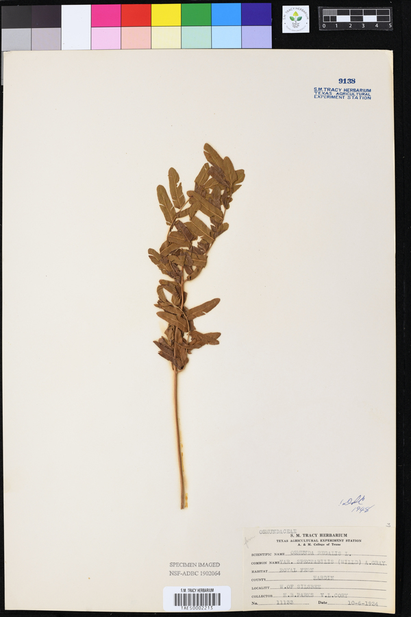 Osmunda regalis image