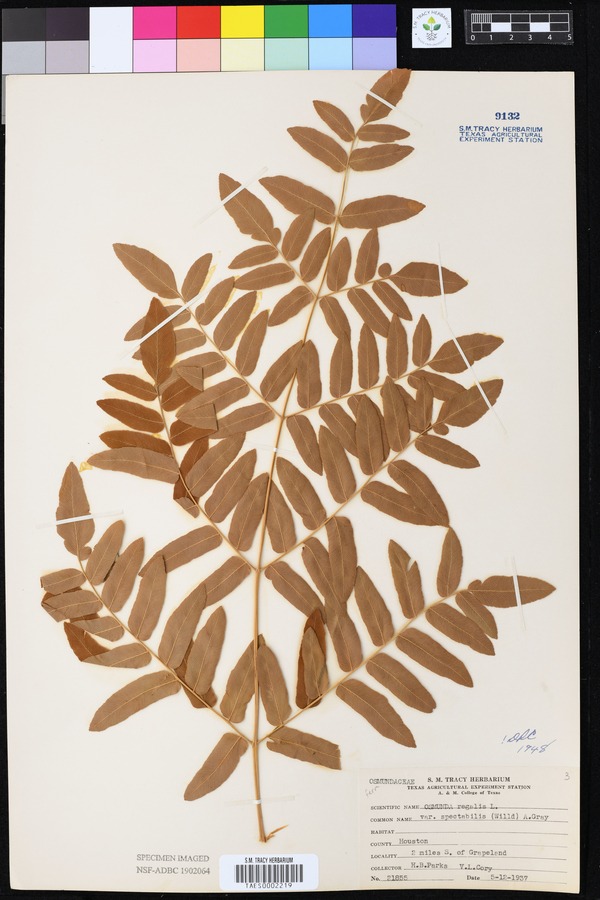 Osmunda regalis var. spectabilis image