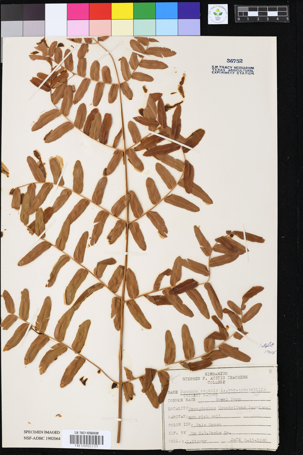 Osmunda regalis var. spectabilis image