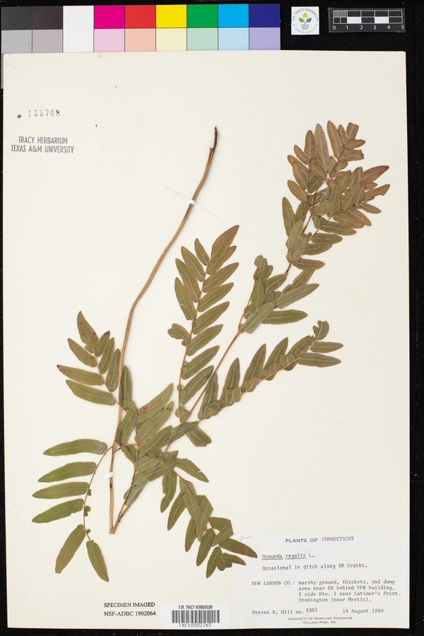 Osmundaceae image