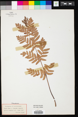Calylophus serrulatus image