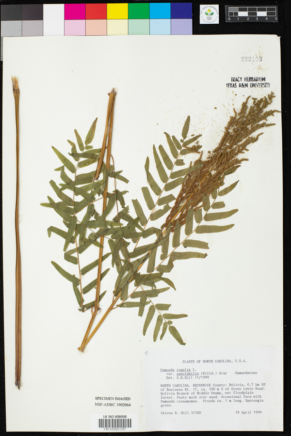 Osmunda regalis var. spectabilis image