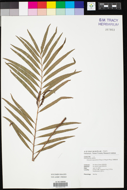 Image of Plenasium angustifolium