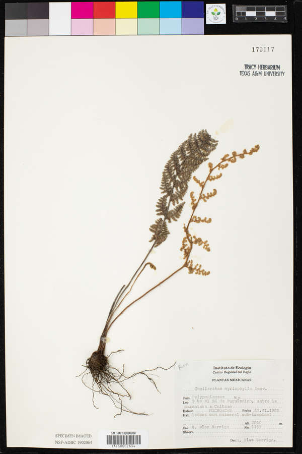 Myriopteris myriophylla image