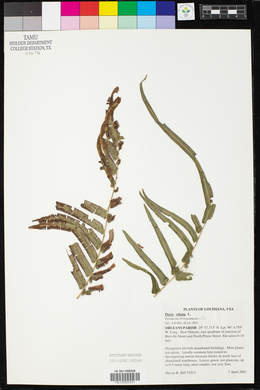 Pteris vittata image