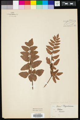 Pellaea viridis image