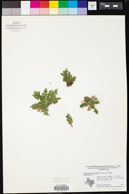 Selaginella lepidophylla image