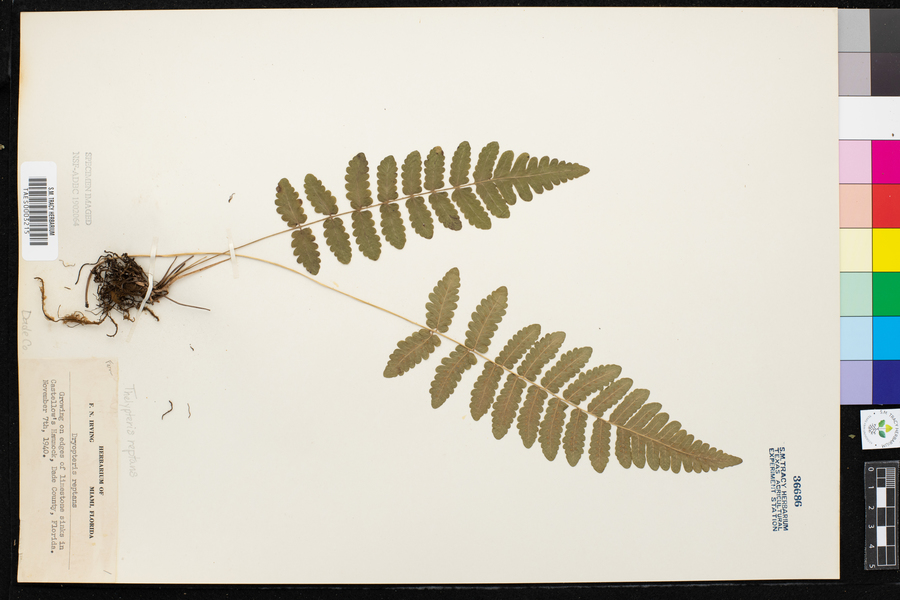 Thelypteris reptans image