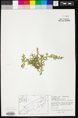 Selaginella muscosa image