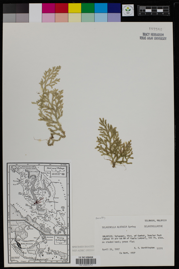 Selaginella alutacea image