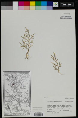 Selaginella morganii image