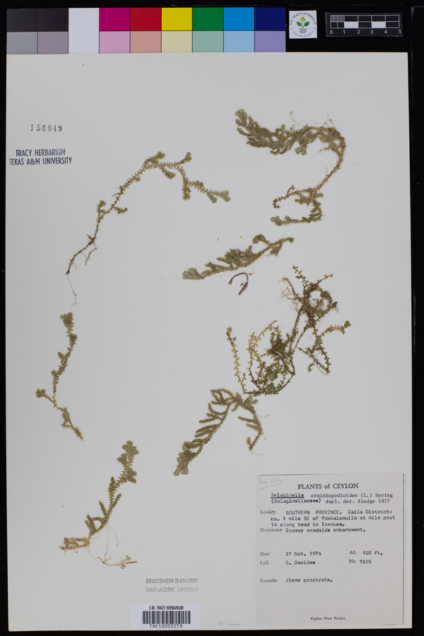 Selaginella ornithopodioides image