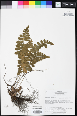 Asplenium laetum image