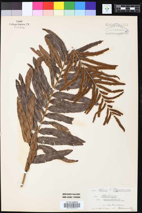 Blechnum serrulatum image