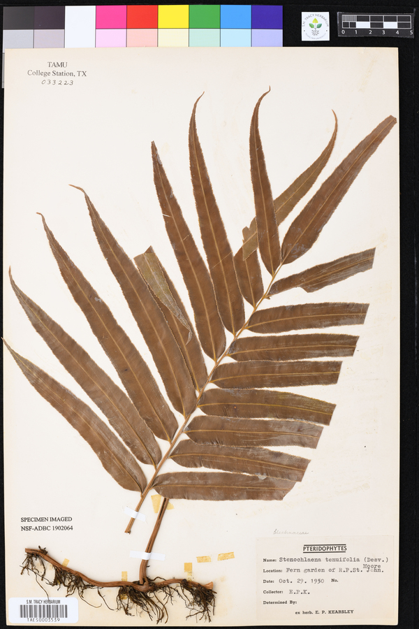 Stenochlaena tenuifolia image