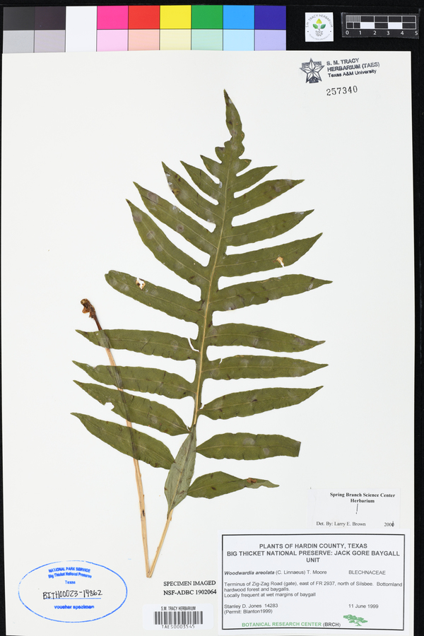 Woodwardia areolata image