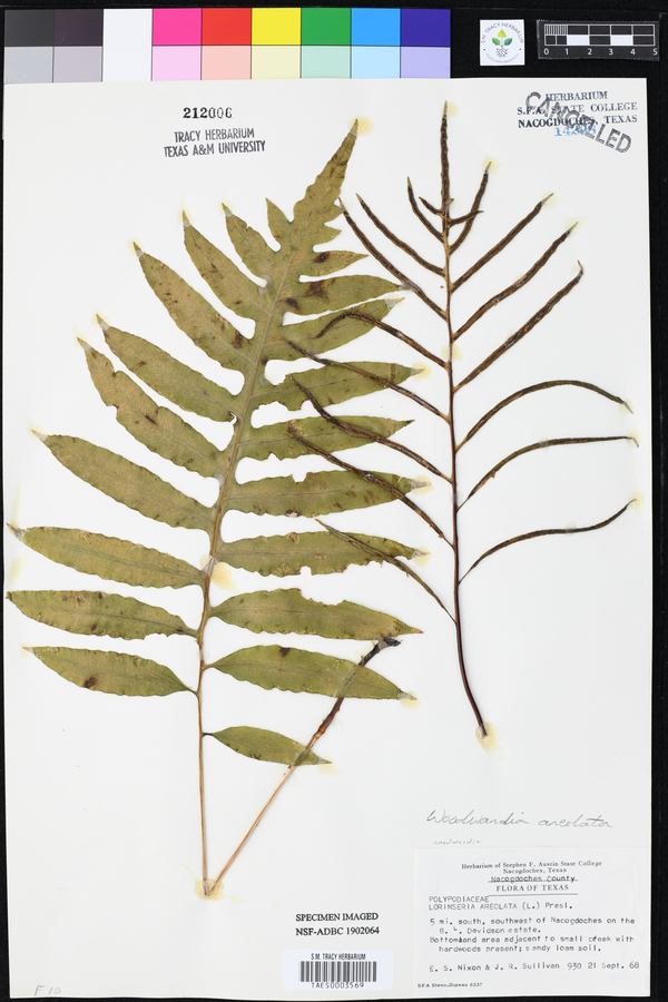 Woodwardia areolata image