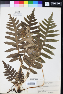 Woodwardia areolata image