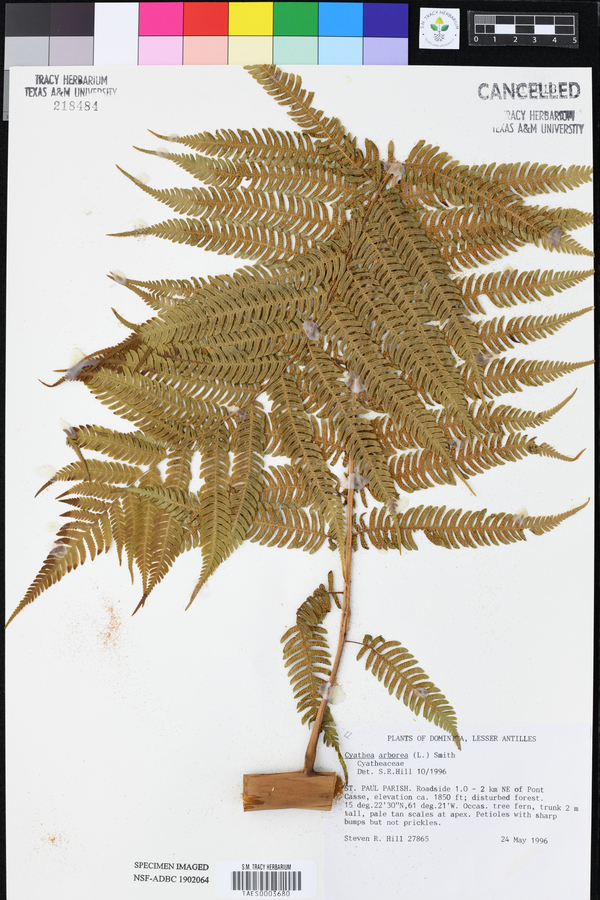 Cyathea arborea image