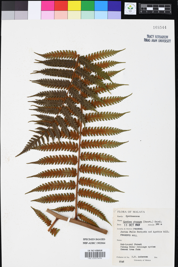 Cyathea obscura image